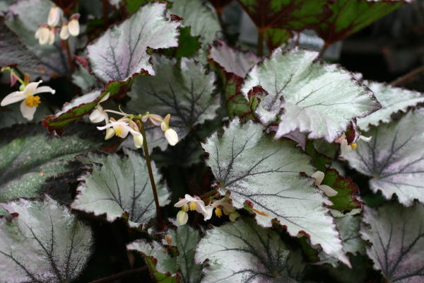 B. ‘Nadare’
